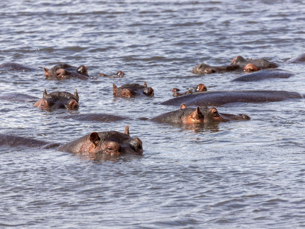Nijlpaarden Ngorongoro Tanzania